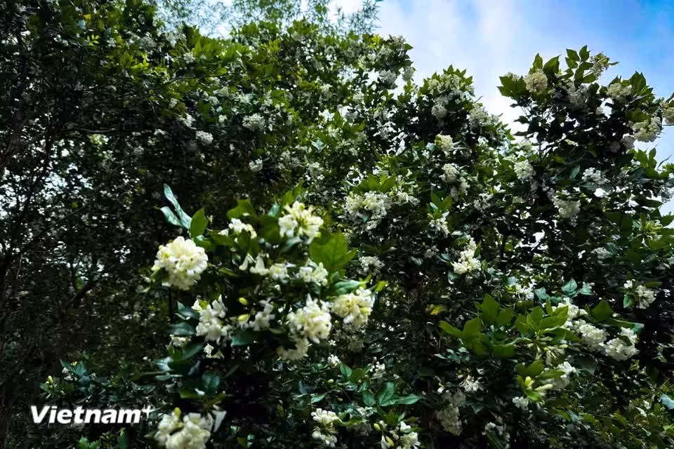 Many families grow orange jasmine because it is easy to cultivate and its flowers have a distinctive fragrance. The tree is also associated with various forms of harmony in Feng Shui (Photo: VietnamPlus)