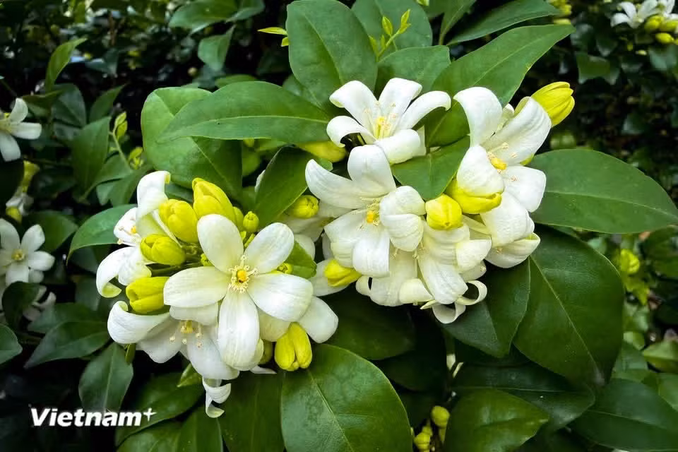 Today, it can be found in many parts of the world, including Vietnam (Photo: VietnamPlus)