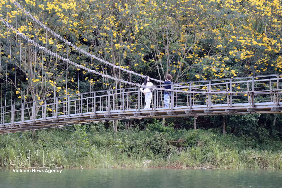 Dak R’Tih suspension bridge stands out amid the brilliant yellow blossoms, creating a distinctive landscape in early October. (Photo: VNA)