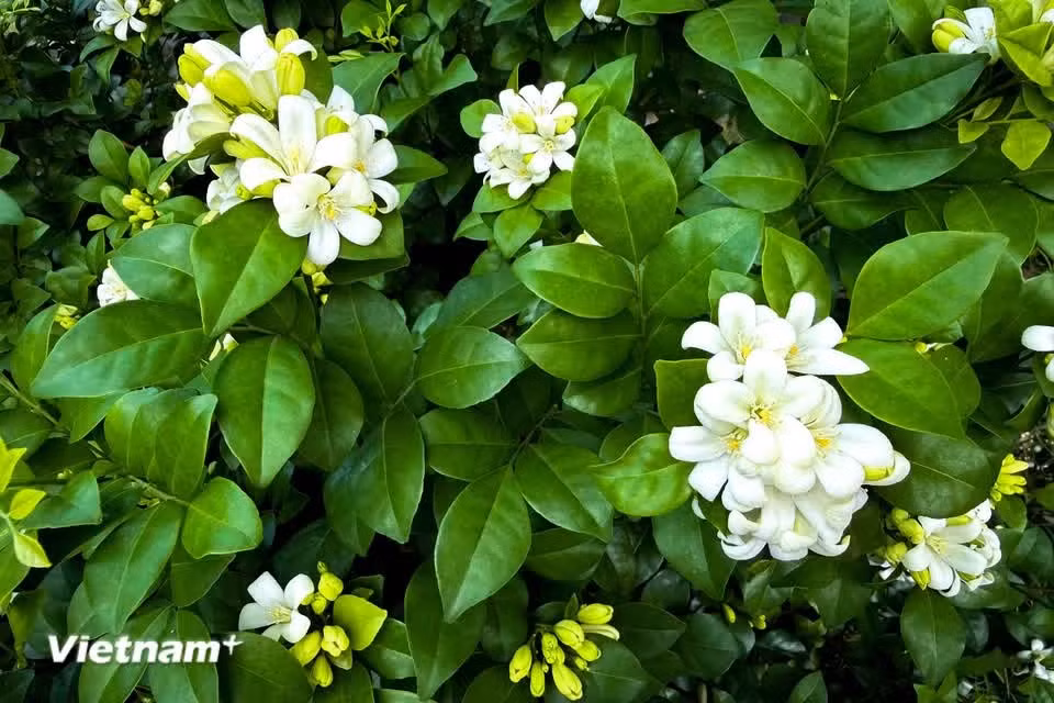 The flowers are admired for their fresh fragrance and graceful appearance (Photo: VietnamPlus)