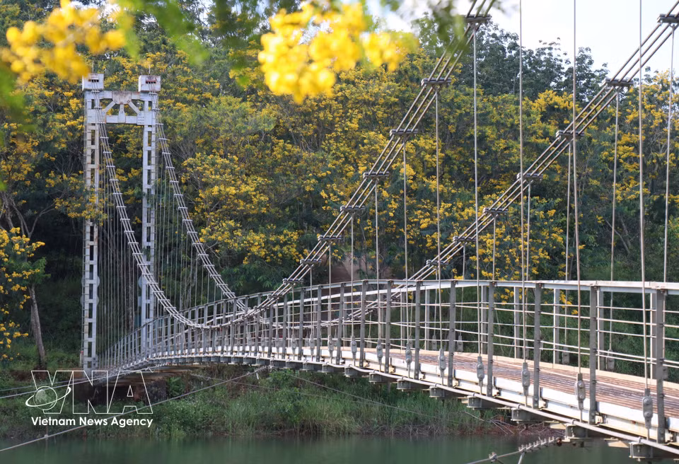 Rows of golden flamboyant trees in full bloom beside Dak R’Tih suspension bridge in Nam Gia Nghia ward create a picturesque seasonal scene. (Photo: VNA)