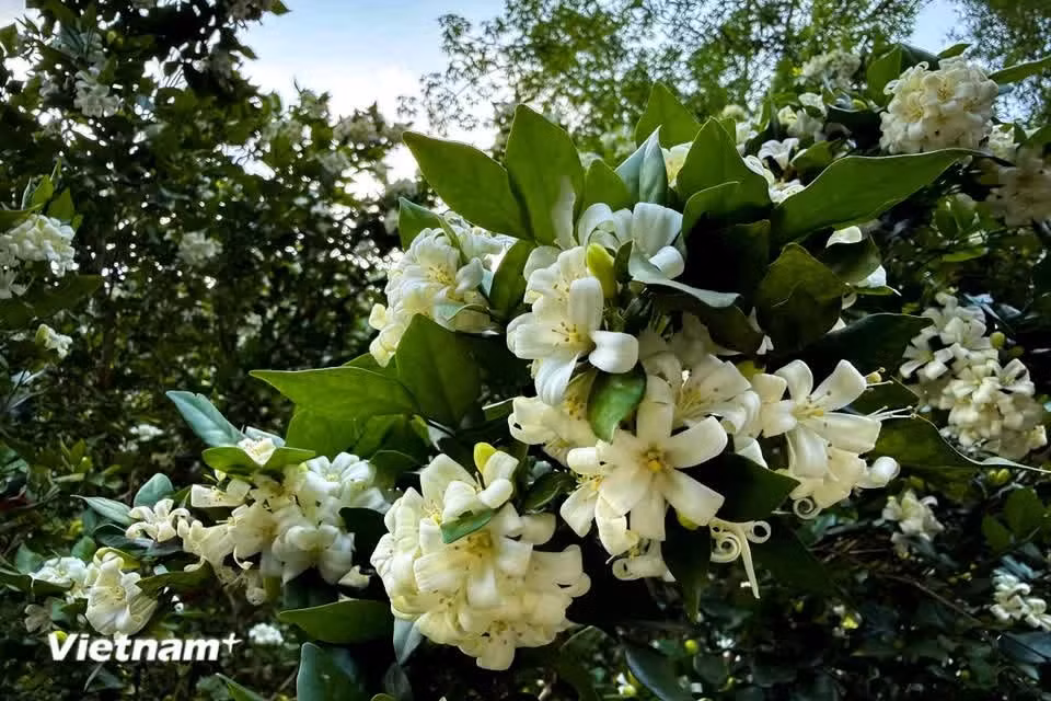 The flowers are small, with petals about 12–18mm long that curve backward (Photo: VietnamPlus)