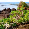 Gallery - Spectacular beauty of Da Do rocky coast in Quang Ngai - image 17