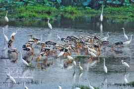 Tram Chim steps up efforts to restore wetland ecosystem