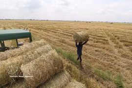 Straw rolling provides seasonal income in Dong Thap