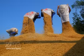 Life cycle of rice grain in Mekong Delta