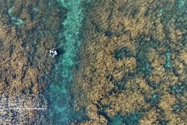 Quang Ngai steps up efforts to protect seaweed ecosystems