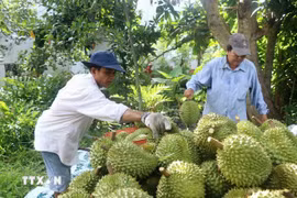 Vietnamese farmers harvest durian (Photo: VNA)