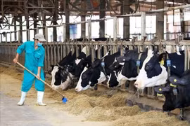  A worker cares for livestock at a farm operated by Vinamilk in Binh Duong province. (Photo: VNA)