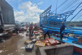 HCM City steps up measures to address IUU fishing (Photo: VNA)