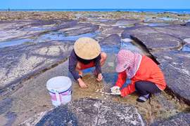 People harvest seafood on Bach Long Vi island. (Photo: Qdnd.vn)
