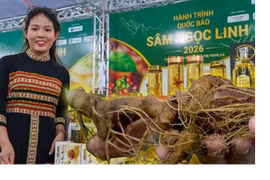 Night festival showcases Ngoc Linh ginseng culture in Da Nang