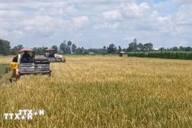 Low-emission rice farming drives greener growth for Vietnam’s rice sector 