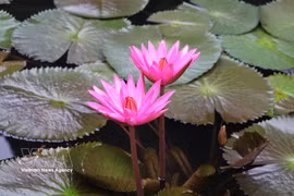 Purple water lily blossoms captivating on Ngo Dong river in Ninh Binh 