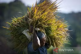 An Indonesian farmer carries freshly harvested rice in a village in Semarang, Central Java, on February 25, 2025. (Photo: ANTARA)