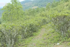 Tua Chua tea emerges as a high-value crop in Dien Bien