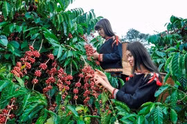 Agro-forestry-fishery exports up 6% in H1