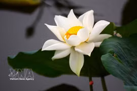 Savouring Hue through lotus tea
