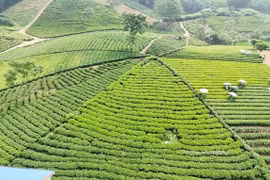 Thai Nguyen tea targets stronger brand identity