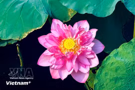 West Lake lotus blossoms showcase pure beauty at heart of Hanoi