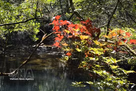 Bach Ma National Park links conservation with ecotourism development