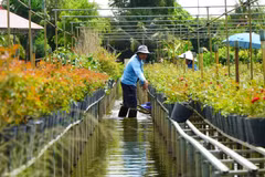 Raised-platform flower growing defines Sa Dec flower village