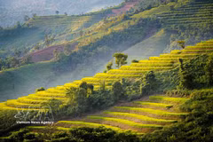 Pu Nhi’s picturesque terraced rice fields in Dien Bien 
