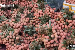 Luc Ngan in full swing as peak lychee harvest begins
