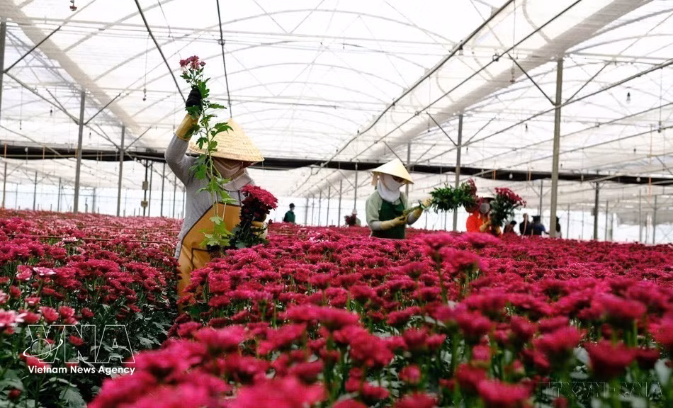 Fresh flowers are among Lam Dong province’s key exports to Denmark, Japan, Australia and other markets. (Photo: VNA)