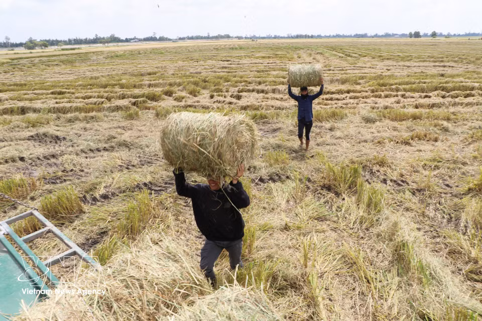 Workers carry and gather bales of straw onto a trailer. (Photo: Hong Thai/VNA)