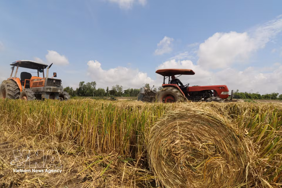 The straw is neatly rolled and gathered in the field. (Photo: Hong Thai/VNA)