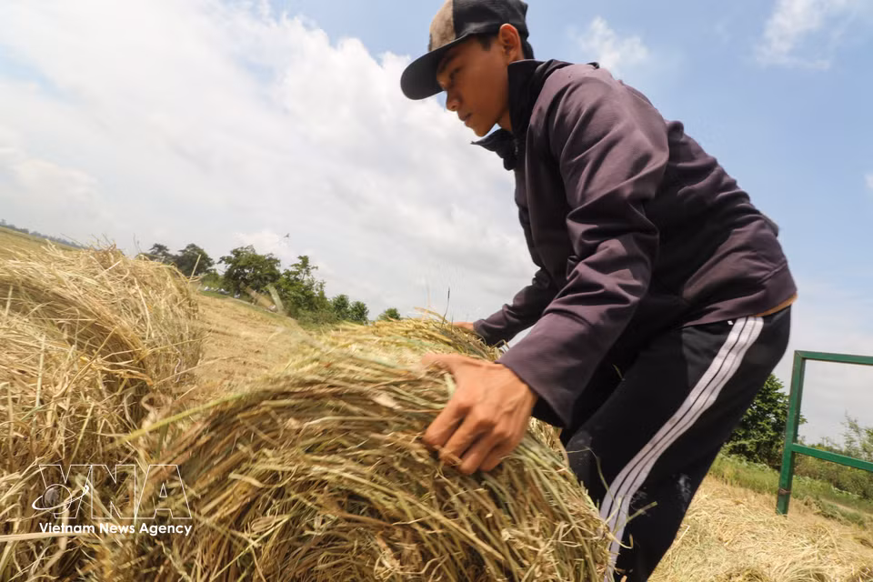 Workers carry and gather bales of straw onto a trailer. (Photo: Hong Thai/VNA)