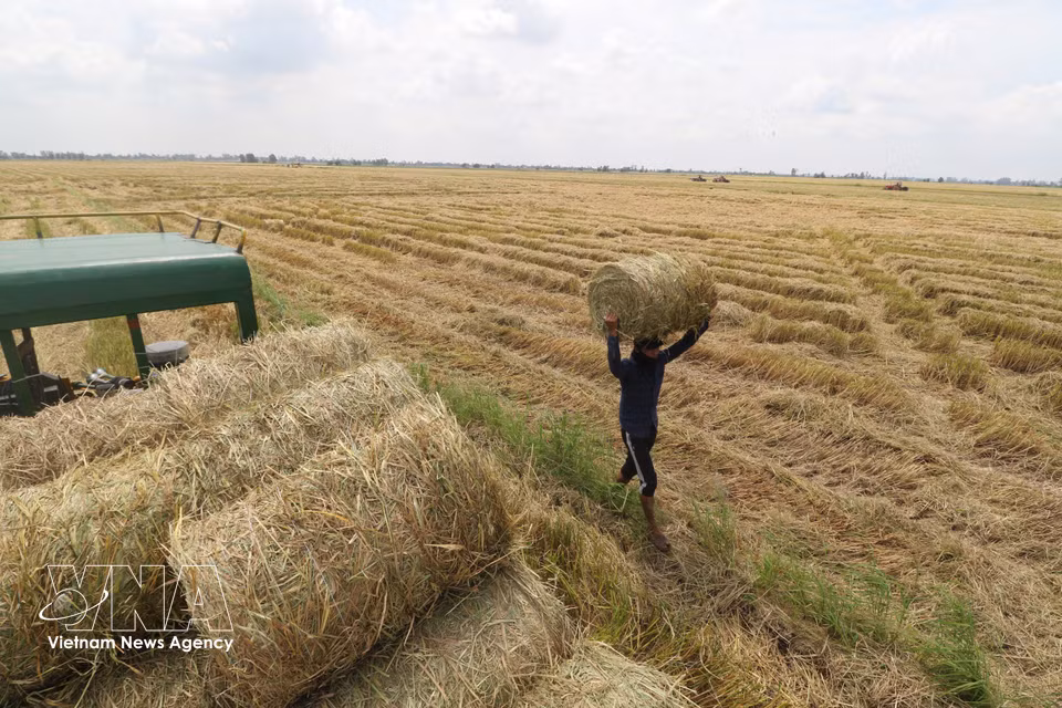 Workers carry and gather bales of straw onto a trailer. (Photo: Hong Thai/VNA)