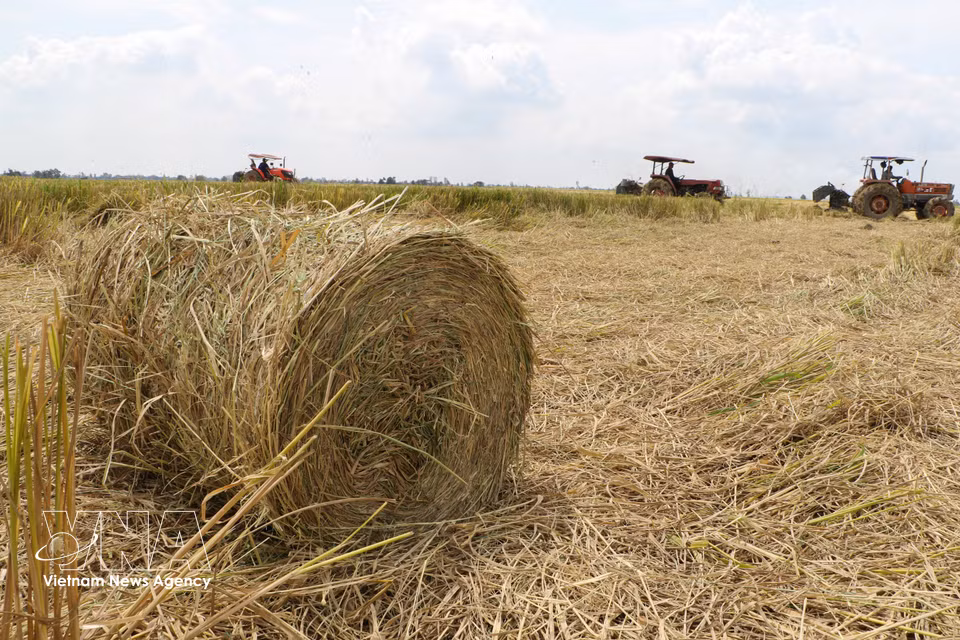 Straw is rolled by machine in a field after the harvest. (Photo: Hong Thai/VNA)