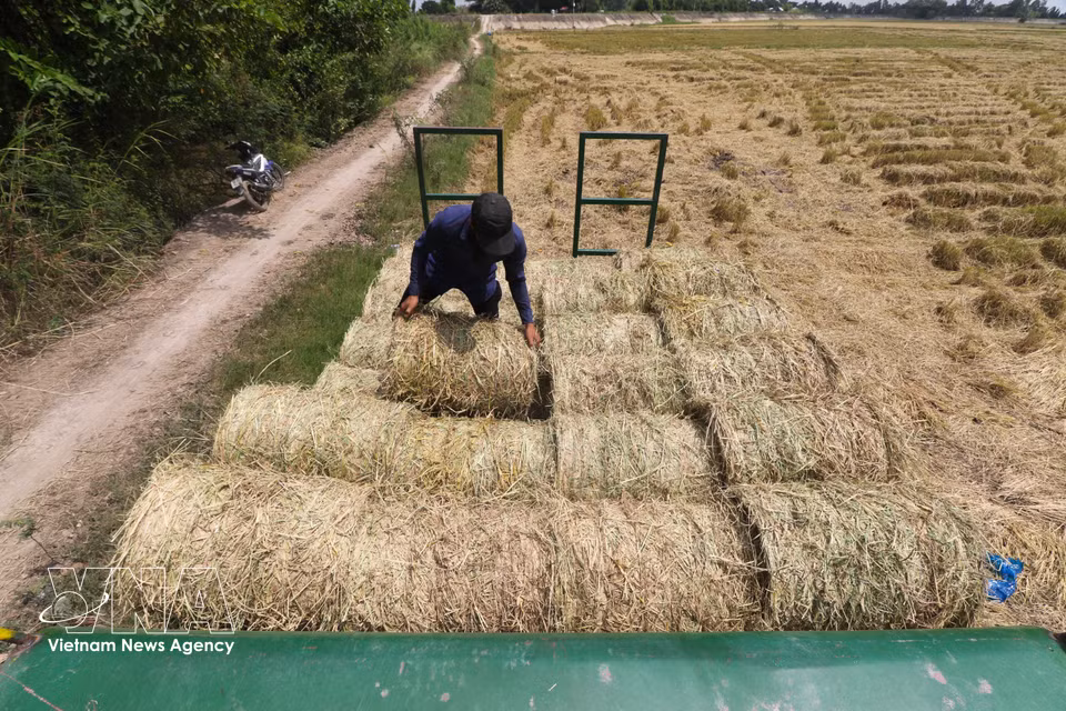 The bales are carefully arranged to maximise the amount that can be transported. (Photo: Hong Thai/VNA)