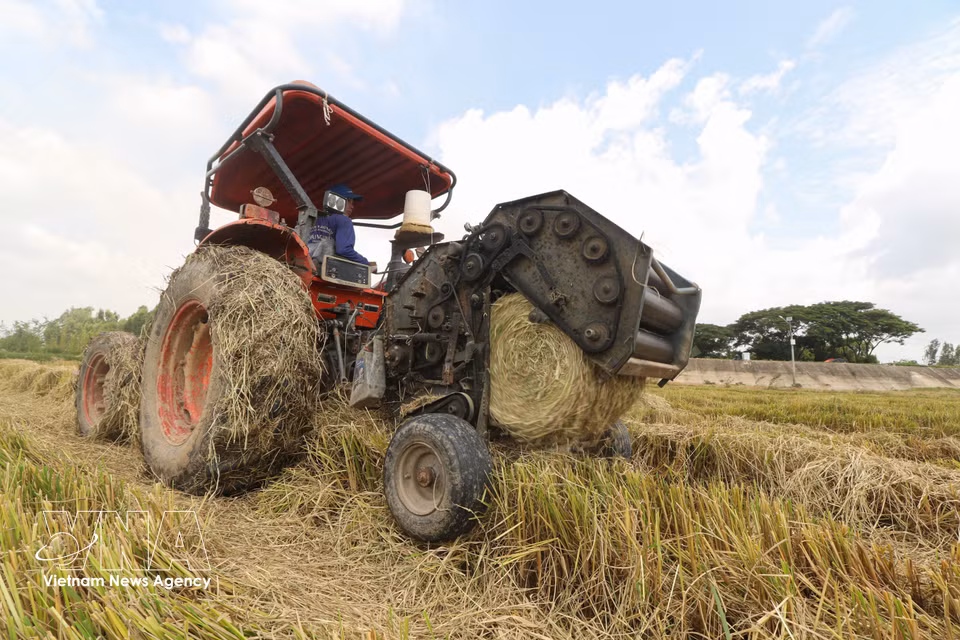 A straw-rolling machine operates continuously, gathering dry straw into round bales. (Photo: Hong Thai/VNA)