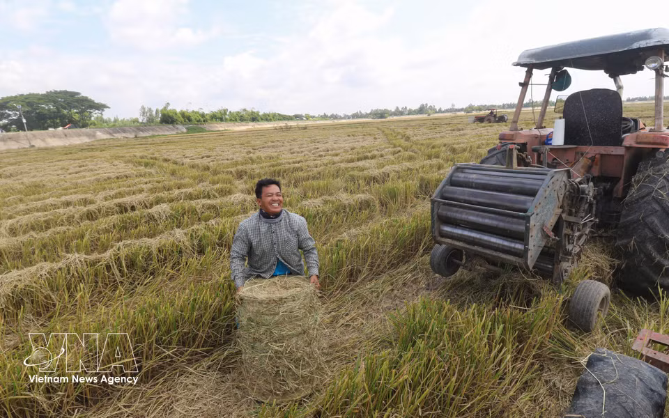 Each bale of rolled straw weighs around 20-30kg. (Photo: Hong Thai/VNA)