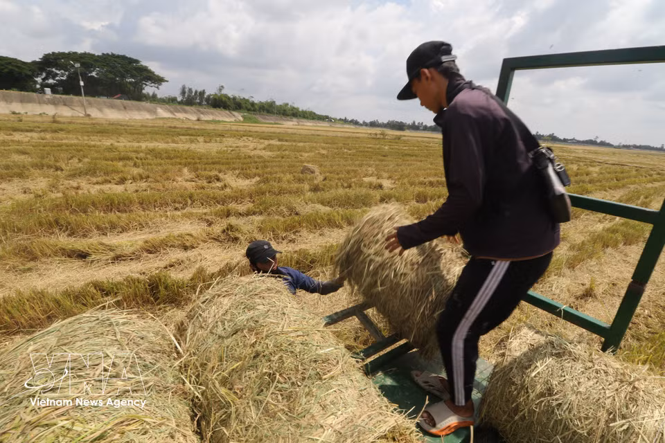 Bales of straw are carried and loaded onto a trailer. (Photo: Hong Thai/VNA)