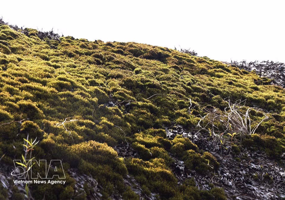 Thick layers of moss cover the roof of a traditional house. (Photo: Minh Tam/VNA)
