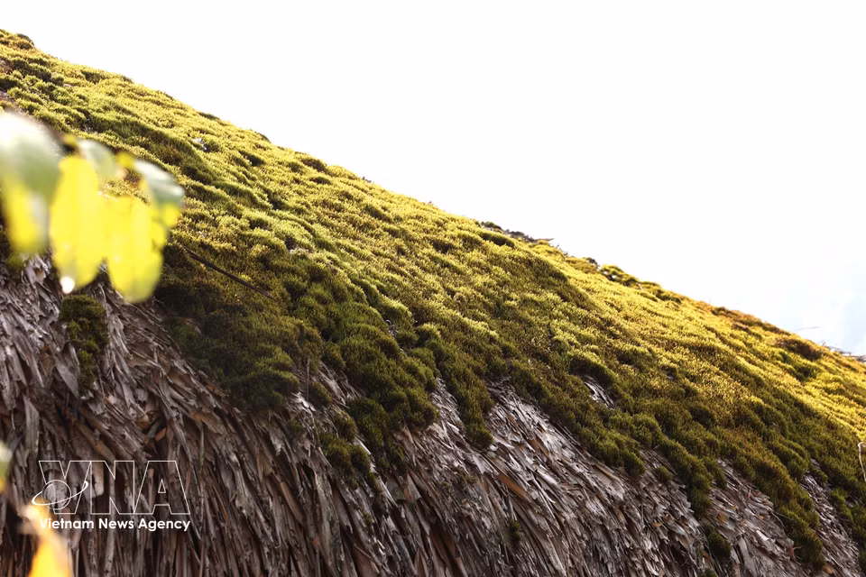Autumn sunlight falls on patches of moss on a palm-leaf roof. (Photo: Minh Tam/VNA)
