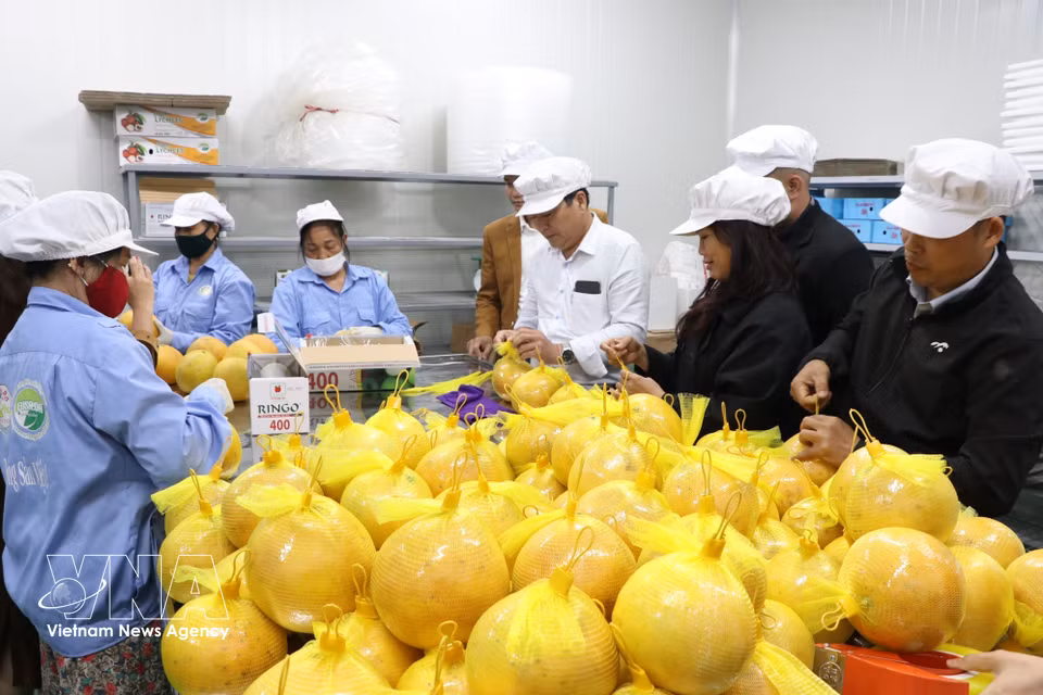 A ceremony marks the first shipment of Hoa Binh pomelos exported by sea to the EU in 2024. The shipment includes Tan Lac red pomelos and green-skin pomelos grown in former Hoa Binh province (now Phu Tho province). (Photo: Manh Minh/VNA)