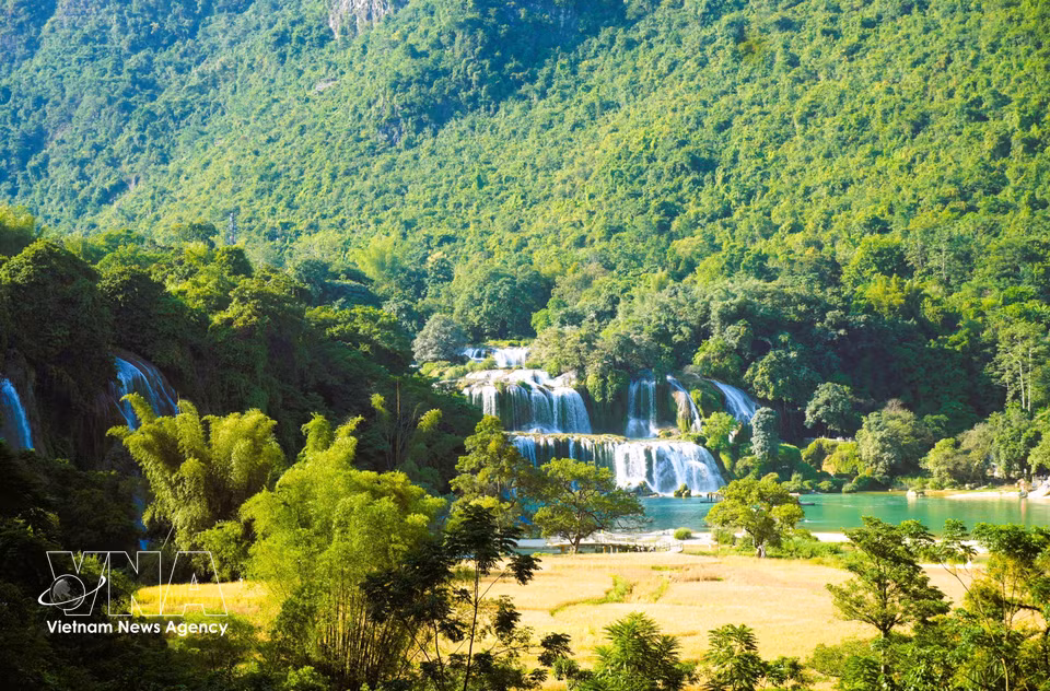 The main cascade of Ban Gioc Waterfall is about 50 metres wide and 35 metres high. (Photo: Chu Hieu/VNA)