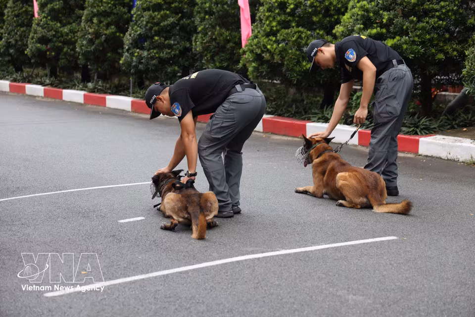 After successfully completing a training exercise, the service dogs are always encouraged and praised by their handlers. (Photo: VNA)