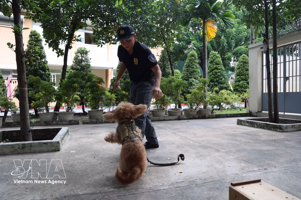 Service dog Nicky enjoys a playful moment. (Photo: VNA)