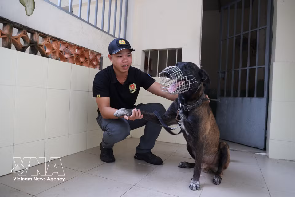 Second Lieutenant Nguyen Cong Danh of the Protection Techniques Team under the Southern Security Guard Department is the handler of service dog Oscar. (Photo: Hong (Photo: VNA)