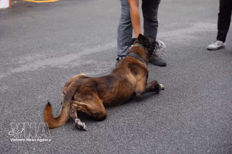 Service dog Oscar practises crawling. (Photo: VNA)