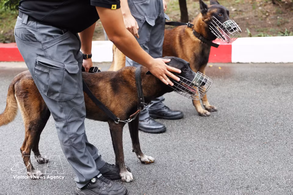 Service dog Oscar receives instructions from his handler before carrying out an exercise. (Photo: VNA)