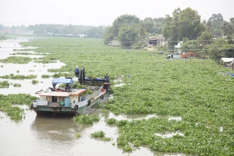 Functional forces remove water hyacinths from the Vam Co Dong River, the section in Thanh Long commune, Chau Thanh district, Tay Ninh province. (Photo: VNA)