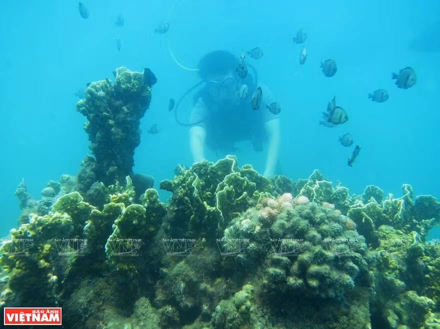 Diving to explore coral (Photo: VNA)