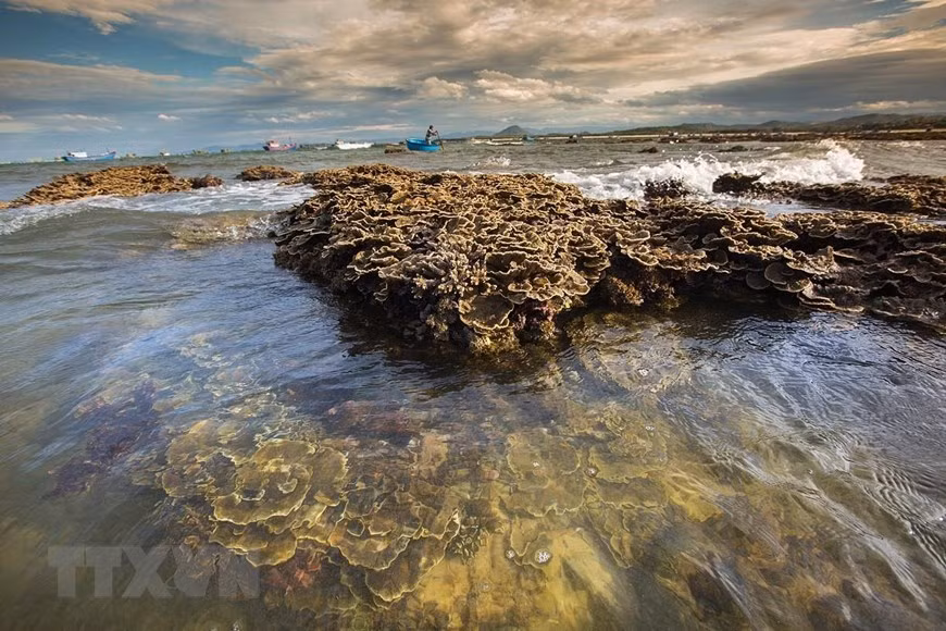 When the tides recede on the island, visitors are able to savour the scenic views of coral reefs on the land (Photo: VNA)